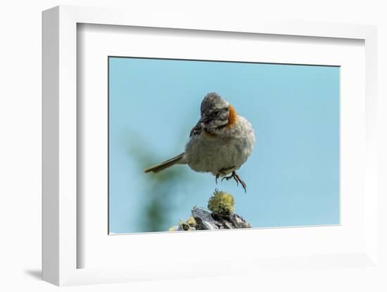 Chile, Patagonia. Rufous-collared sparrow jumping.-Jaynes Gallery-Framed Photographic Print