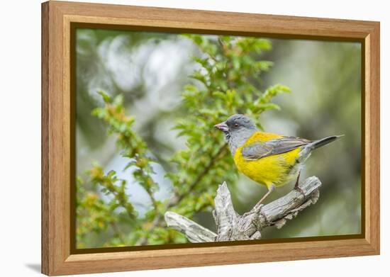 Chile, Patagonia. Sierra finch close-up.-Jaynes Gallery-Framed Premier Image Canvas