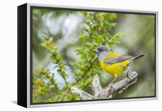 Chile, Patagonia. Sierra finch close-up.-Jaynes Gallery-Framed Premier Image Canvas