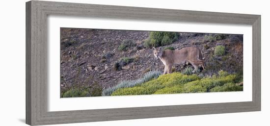 Chile, Patagonia, South America. Female Puma in the Patagonian steppe.-Karen Ann Sullivan-Framed Photographic Print