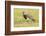 Chile, Patagonia. Southern lapwing close-up.-Jaynes Gallery-Framed Photographic Print