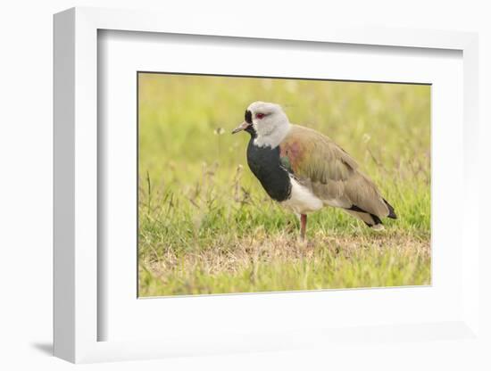 Chile, Patagonia. Southern lapwing close-up.-Jaynes Gallery-Framed Photographic Print