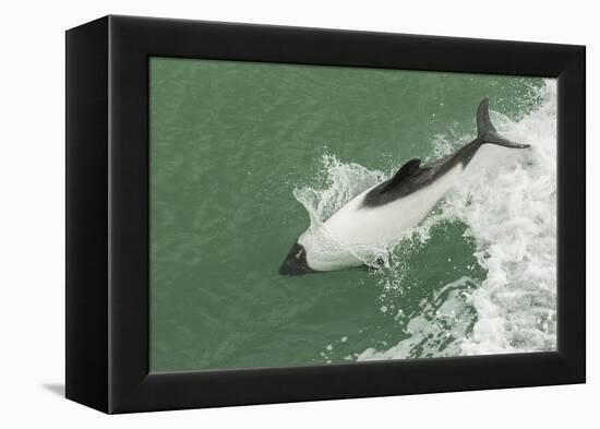 Chile, Patagonia, Straits of Magellan. Commerson's Dolphin Breaching-Cathy & Gordon Illg-Framed Premier Image Canvas