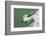 Chile, Patagonia, Straits of Magellan. Commerson's Dolphin Breaching-Cathy & Gordon Illg-Framed Photographic Print