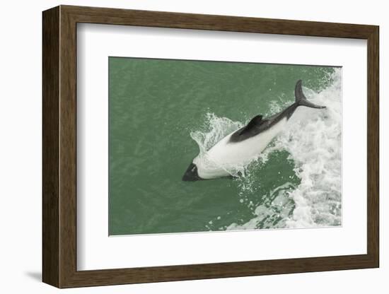 Chile, Patagonia, Straits of Magellan. Commerson's Dolphin Breaching-Cathy & Gordon Illg-Framed Photographic Print