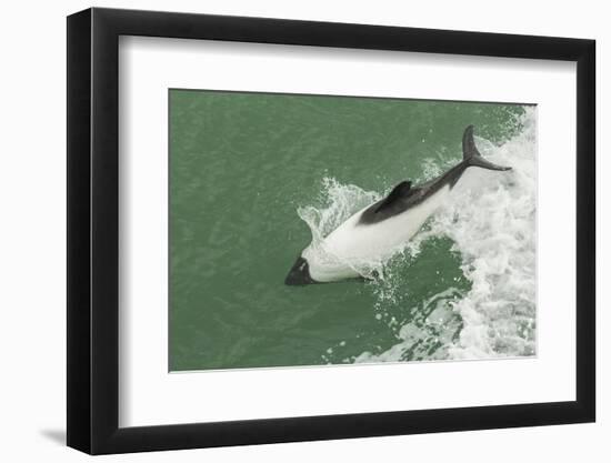 Chile, Patagonia, Straits of Magellan. Commerson's Dolphin Breaching-Cathy & Gordon Illg-Framed Photographic Print