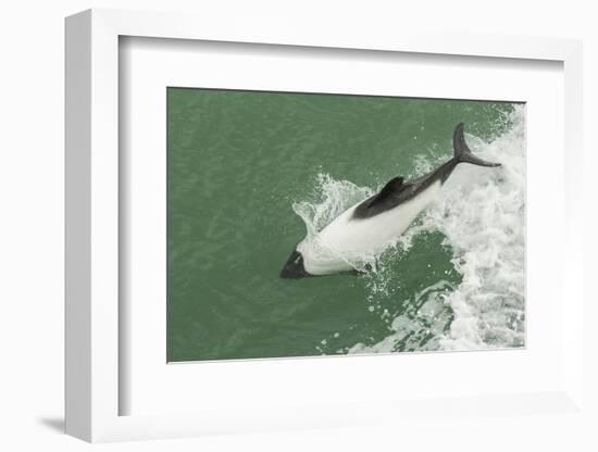 Chile, Patagonia, Straits of Magellan. Commerson's Dolphin Breaching-Cathy & Gordon Illg-Framed Photographic Print