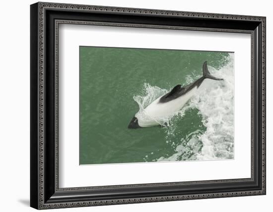 Chile, Patagonia, Straits of Magellan. Commerson's Dolphin Breaching-Cathy & Gordon Illg-Framed Photographic Print