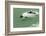 Chile, Patagonia, Straits of Magellan. Commerson's Dolphin-Cathy & Gordon Illg-Framed Photographic Print