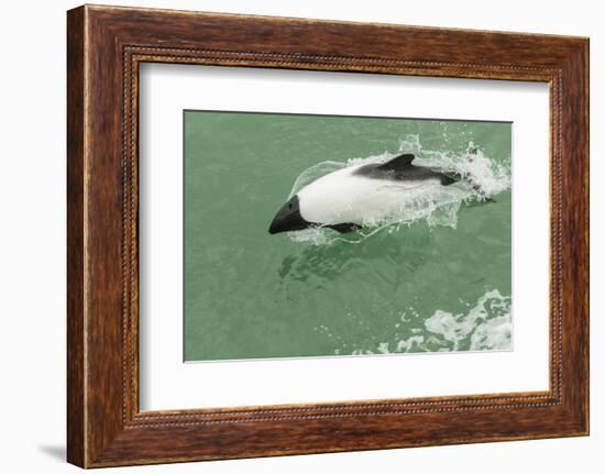Chile, Patagonia, Straits of Magellan. Commerson's Dolphin-Cathy & Gordon Illg-Framed Photographic Print