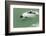 Chile, Patagonia, Straits of Magellan. Commerson's Dolphin-Cathy & Gordon Illg-Framed Photographic Print