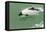 Chile, Patagonia, Straits of Magellan. Commerson's Dolphin-Cathy & Gordon Illg-Framed Premier Image Canvas