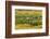 Chile, Patagonia, Tierra del Fuego. King Penguin Colony-Cathy & Gordon Illg-Framed Photographic Print