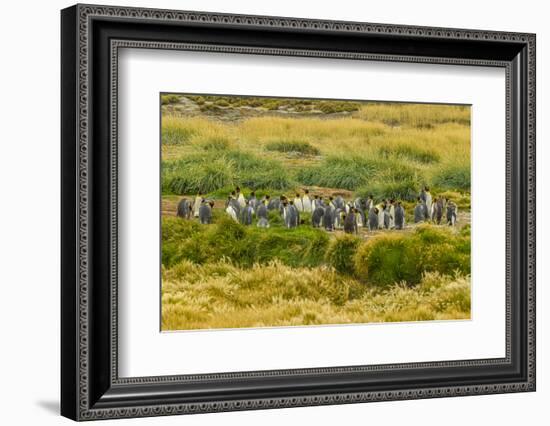 Chile, Patagonia, Tierra del Fuego. King Penguin Colony-Cathy & Gordon Illg-Framed Photographic Print