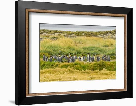 Chile, Patagonia, Tierra del Fuego. King Penguin Colony-Cathy & Gordon Illg-Framed Photographic Print