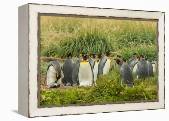 Chile, Patagonia, Tierra del Fuego. King Penguin Colony-Cathy & Gordon Illg-Framed Premier Image Canvas