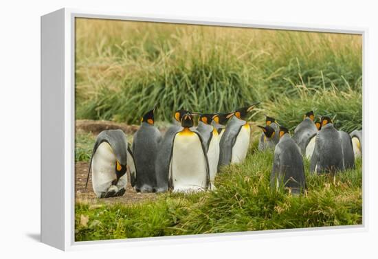 Chile, Patagonia, Tierra del Fuego. King Penguin Colony-Cathy & Gordon Illg-Framed Premier Image Canvas