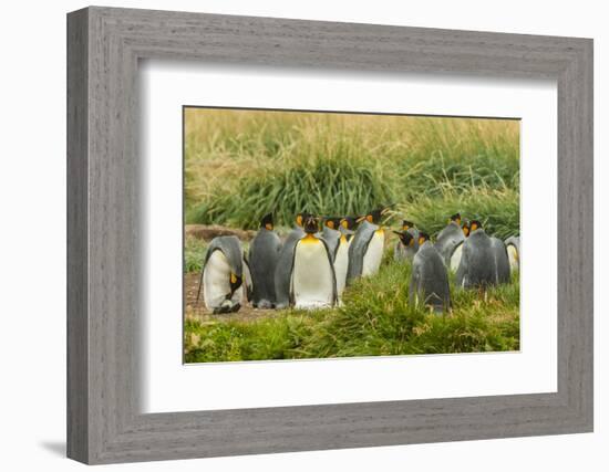 Chile, Patagonia, Tierra del Fuego. King Penguin Colony-Cathy & Gordon Illg-Framed Photographic Print