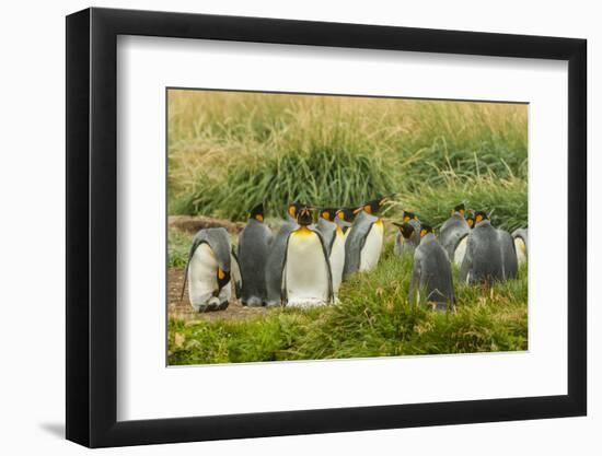 Chile, Patagonia, Tierra del Fuego. King Penguin Colony-Cathy & Gordon Illg-Framed Photographic Print