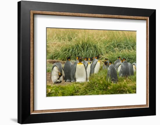 Chile, Patagonia, Tierra del Fuego. King Penguin Colony-Cathy & Gordon Illg-Framed Photographic Print