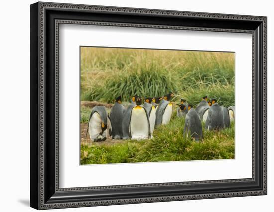 Chile, Patagonia, Tierra del Fuego. King Penguin Colony-Cathy & Gordon Illg-Framed Photographic Print