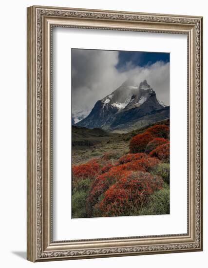 Chile, Patagonia, Torres Del Paine, firebush and mountain-Howie Garber-Framed Photographic Print