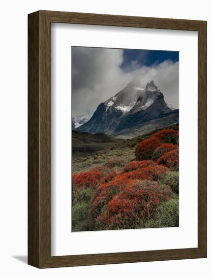 Chile, Patagonia, Torres Del Paine, firebush and mountain-Howie Garber-Framed Photographic Print