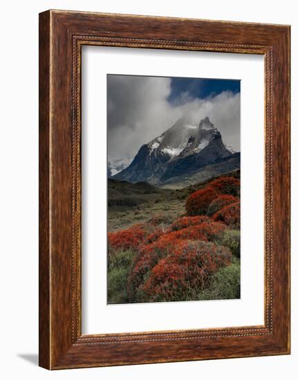 Chile, Patagonia, Torres Del Paine, firebush and mountain-Howie Garber-Framed Photographic Print