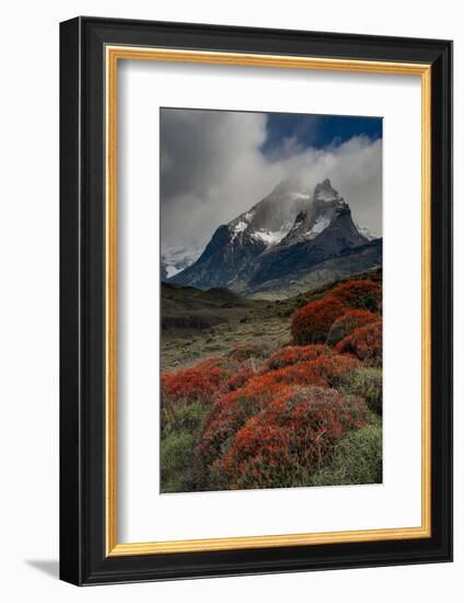 Chile, Patagonia, Torres Del Paine, firebush and mountain-Howie Garber-Framed Photographic Print