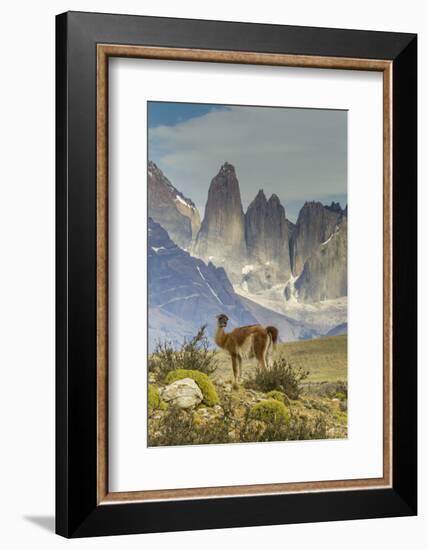 Chile, Patagonia, Torres del Paine. Guanaco in Field-Cathy & Gordon Illg-Framed Photographic Print