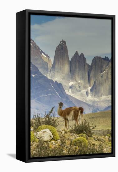 Chile, Patagonia, Torres del Paine. Guanaco in Field-Cathy & Gordon Illg-Framed Premier Image Canvas