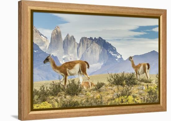 Chile, Patagonia, Torres del Paine. Guanacos in Field-Cathy & Gordon Illg-Framed Premier Image Canvas