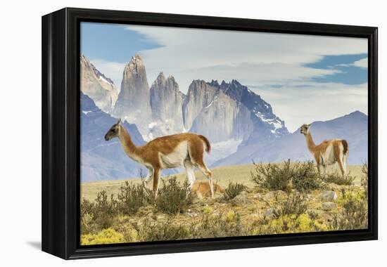 Chile, Patagonia, Torres del Paine. Guanacos in Field-Cathy & Gordon Illg-Framed Premier Image Canvas