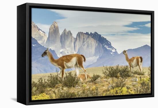 Chile, Patagonia, Torres del Paine. Guanacos in Field-Cathy & Gordon Illg-Framed Premier Image Canvas