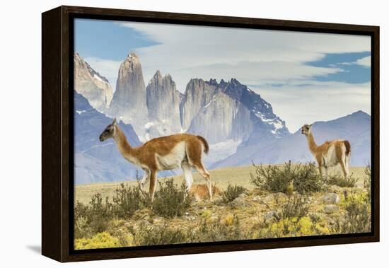 Chile, Patagonia, Torres del Paine. Guanacos in Field-Cathy & Gordon Illg-Framed Premier Image Canvas