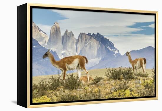 Chile, Patagonia, Torres del Paine. Guanacos in Field-Cathy & Gordon Illg-Framed Premier Image Canvas