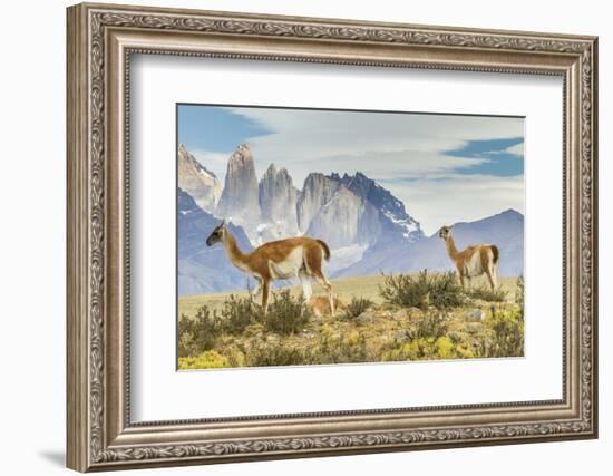 Chile, Patagonia, Torres del Paine. Guanacos in Field-Cathy & Gordon Illg-Framed Photographic Print