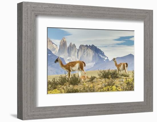 Chile, Patagonia, Torres del Paine. Guanacos in Field-Cathy & Gordon Illg-Framed Photographic Print