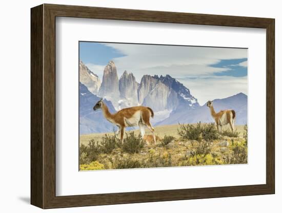 Chile, Patagonia, Torres del Paine. Guanacos in Field-Cathy & Gordon Illg-Framed Photographic Print