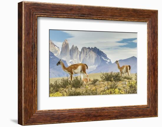 Chile, Patagonia, Torres del Paine. Guanacos in Field-Cathy & Gordon Illg-Framed Photographic Print