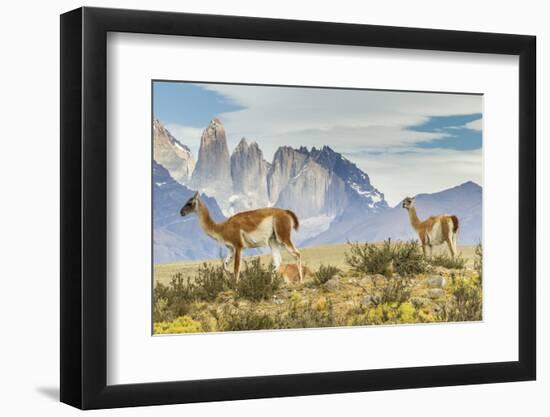 Chile, Patagonia, Torres del Paine. Guanacos in Field-Cathy & Gordon Illg-Framed Photographic Print