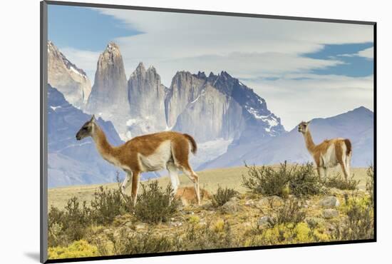 Chile, Patagonia, Torres del Paine. Guanacos in Field-Cathy & Gordon Illg-Mounted Photographic Print