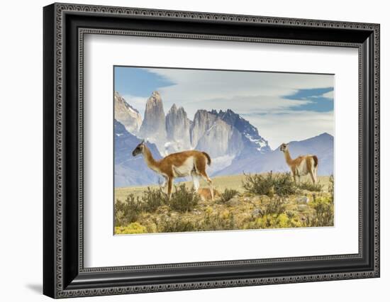 Chile, Patagonia, Torres del Paine. Guanacos in Field-Cathy & Gordon Illg-Framed Photographic Print