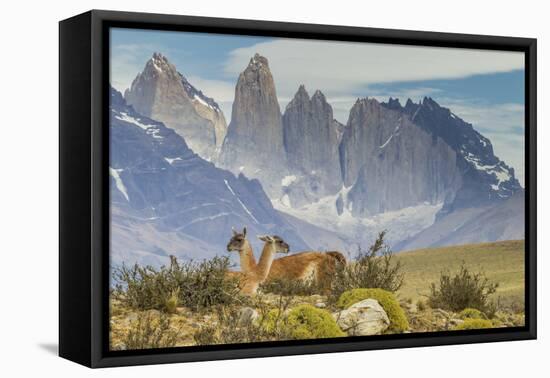 Chile, Patagonia, Torres del Paine. Guanacos in Field-Cathy & Gordon Illg-Framed Premier Image Canvas