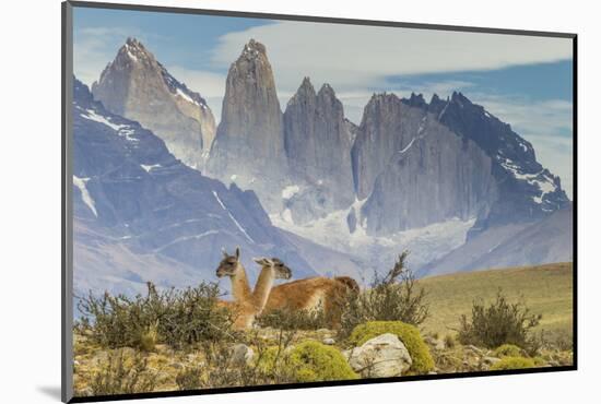 Chile, Patagonia, Torres del Paine. Guanacos in Field-Cathy & Gordon Illg-Mounted Photographic Print