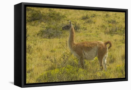 Chile, Patagonia, Torres del Paine National Park. Adult Guanaco-Cathy & Gordon Illg-Framed Premier Image Canvas