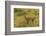 Chile, Patagonia, Torres del Paine National Park. Adult Guanaco-Cathy & Gordon Illg-Framed Photographic Print