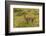 Chile, Patagonia, Torres del Paine National Park. Adult Guanaco-Cathy & Gordon Illg-Framed Photographic Print