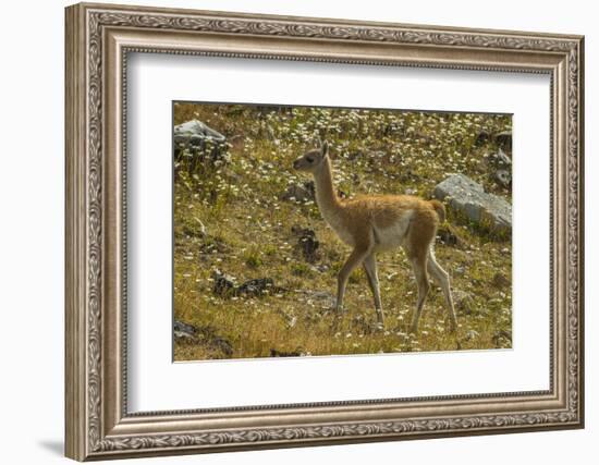 Chile, Patagonia, Torres del Paine National Park. Young Guanaco-Cathy & Gordon Illg-Framed Photographic Print