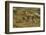 Chile, Patagonia, Torres del Paine National Park. Young Guanaco-Cathy & Gordon Illg-Framed Photographic Print